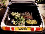 Ford Capri 1978 года (UK)
